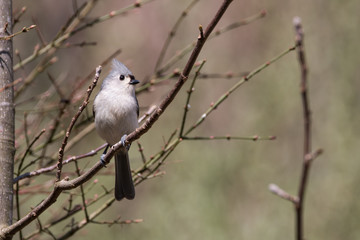 Tufted Titmouse