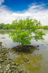 tree on mangrove forest