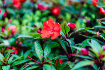 Colorful Flowers of crimson antirrhinum (snapdragon) flower at doi Tung,Chiang Rai.