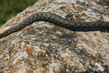 Close up of Big european Non venomous adder snake basking on a mountain road on a sunny warm spring...