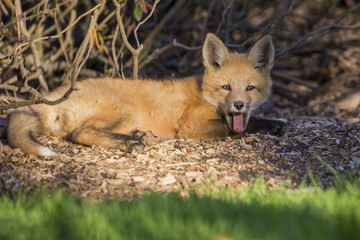 Red fox pups in spring