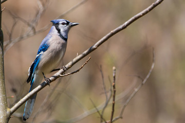Bluejay on Branch
