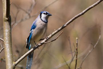 Obraz premium Bluejay
