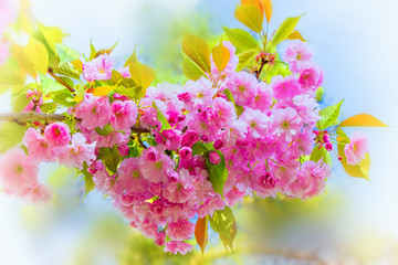 Beautiful densely branch of the Cherry blossoms in the Park. Many delicate Pink cherry Blossoms . Selective focus, blurred background. Abstract natural background. Spring