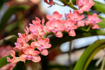 Rhynchostylis gigantea Orchid