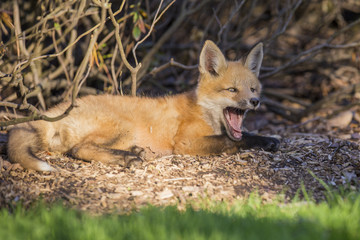 Red fox pup in spring