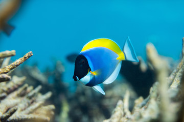 Coral reef underwater