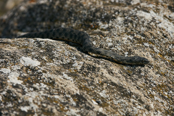 Close up of Big european Non venomous adder snake basking on a mountain road on a sunny warm spring...
