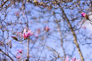 Magnolie, rosa, Frühling
