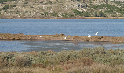 Aigrette blanche