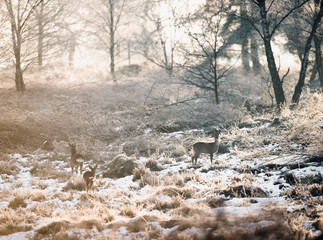 Roe deer in winter moorland backlit by sunlight.