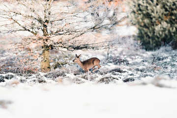 Roe deer doe running in winter moorland.