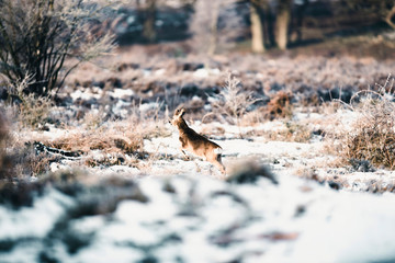 Roe deer buck running in winter moorland.