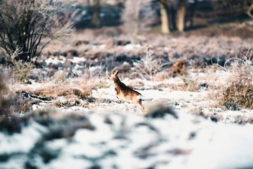Photo sur Aluminium Cerf Roe deer buck running in winter moorland.