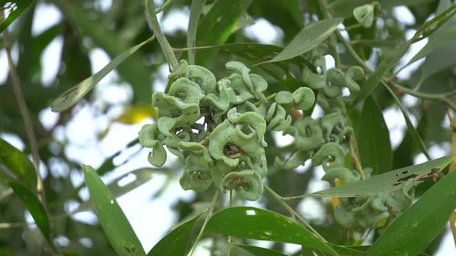 Acacia auriculiformis Cunn