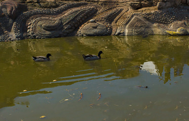City pond Spring Summer Daylight   