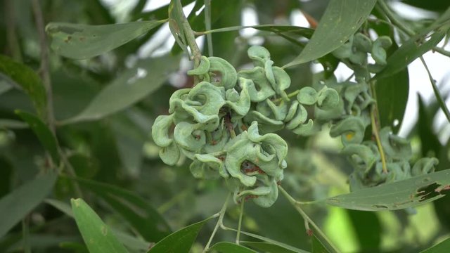 Acacia auriculiformis Cunn