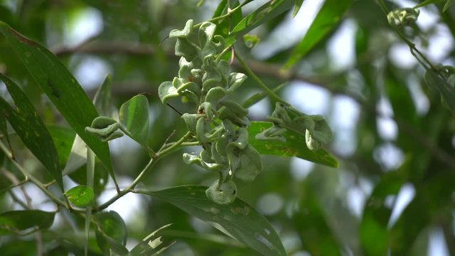 Acacia auriculiformis Cunn