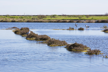 Marais salants d'Ars en Ré au printemps