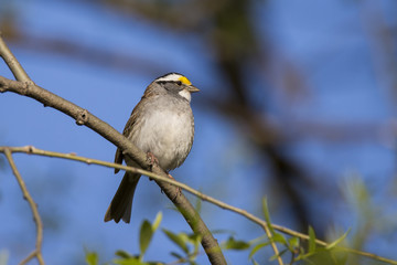 Male White-throated Sparrow