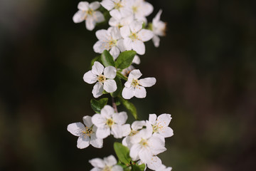 White sakura flower blossoming as natural background on blurred backdrop