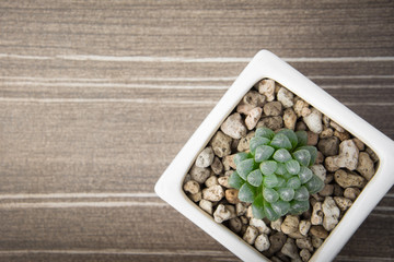 Succulent in pot wooden table background