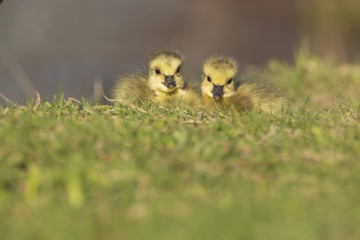 Canada Goose babies