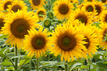 Girasoli
