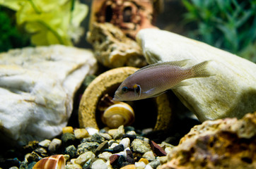 Princess of Burundi in aquarum