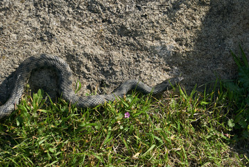 Non venomous adder snake hunt in the green grass on a sunny warm spring day.