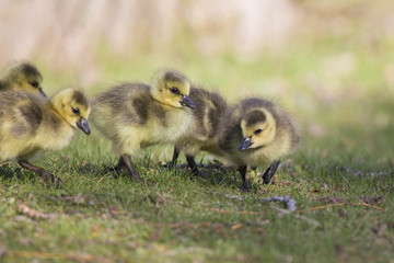 Canada Goose babies