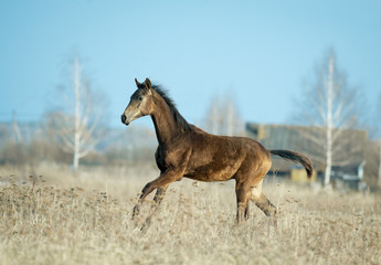 young akhal-teke colt runs free in the spring field