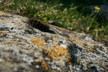 Black Woolly Bear (Arctiidae) caterpillar crawls over the stone on a sunny spring day.