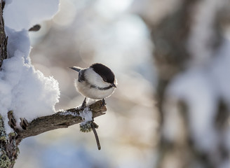 Fototapeta premium Tit perched on a frosty tree. Resort Belokurikha. Altai, Russia