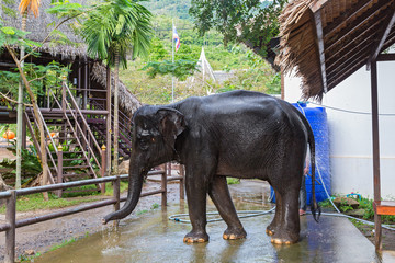 Elephant wash with water from a hose