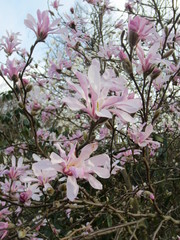 Magnolia Stellata