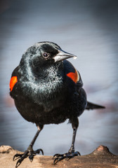 Red Winged Blackbird - Agelaius Phoeniceus