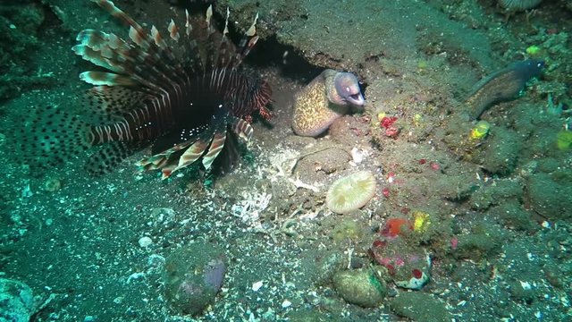Thriving coral reef alive with marine life and shoals of fish, Bali
