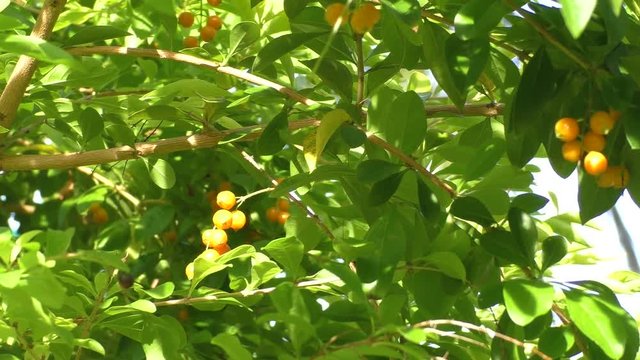 Orange berries on the bushes