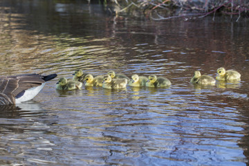 Canada Goose babies