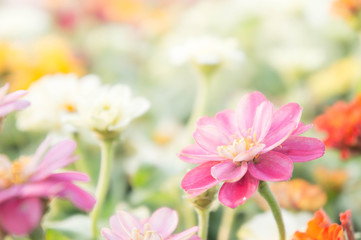 Fototapeta na wymiar pink floral in garden , flower zinnia elegans , color nature background