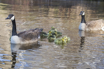 Canada Goose babies