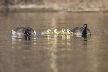 Canada Goose babies