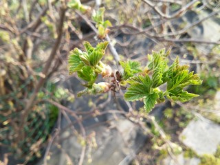 Little green and young leaves of gooseberry bush