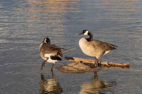 Canada Geese Reflected in Lake