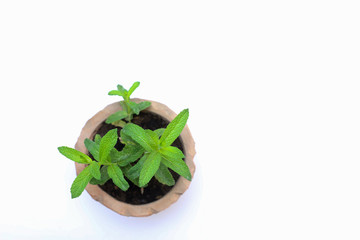 Maceta de hierbabuena