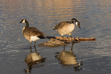 Canada Geese Reflected in Lake