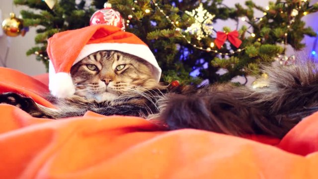 Funny Maine Coon cat as Santa Claus wears christmas cap sits on the pillow at a beautiful new year decorated tree. 3840x2160