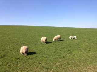 Obraz premium Schafe