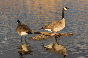 Obraz premium Canada Geese Reflected in Lake